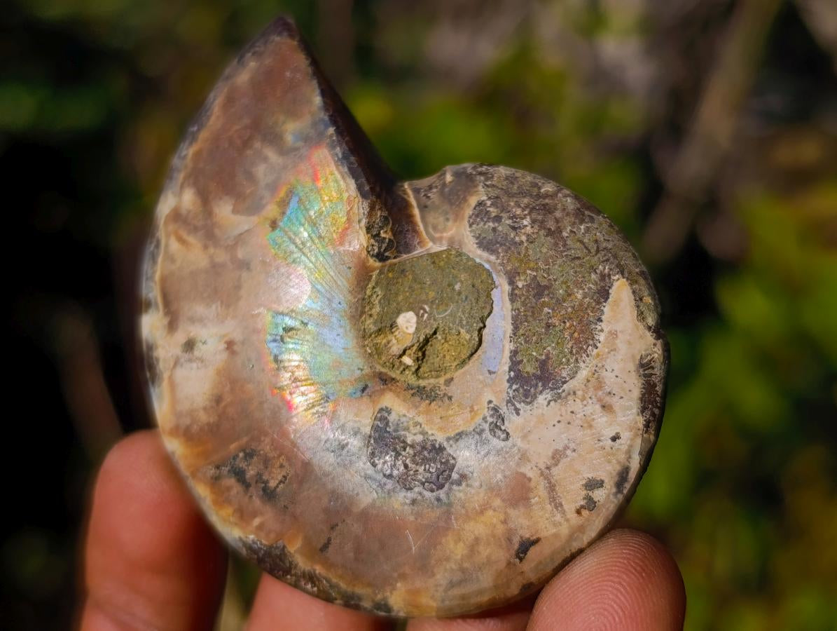 Polished Cleoniceras Ammonite Fossil Pairs x 12 pairs From Tulear, Madagascar - Toprock Gemstones and Minerals 