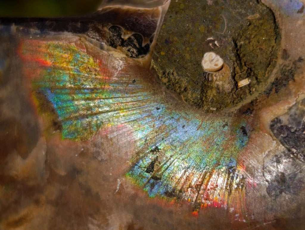 Polished Cleoniceras Ammonite Fossil Pairs x 12 pairs From Tulear, Madagascar - Toprock Gemstones and Minerals 