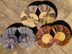 Polished Cleoniceras Ammonite Fossil Pairs x 12 pairs From Tulear, Madagascar - Toprock Gemstones and Minerals 