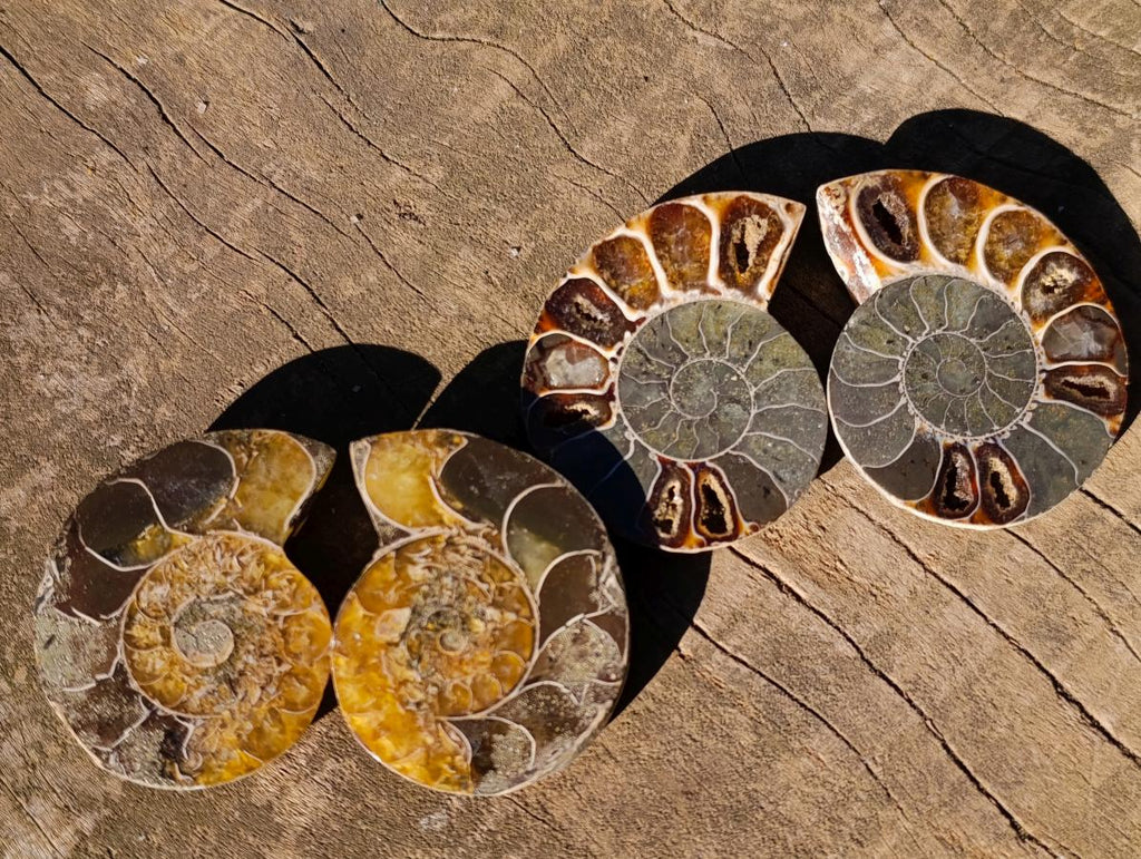 Polished Cleoniceras Ammonite Fossil Pairs x 12 pairs From Tulear, Madagascar - Toprock Gemstones and Minerals 