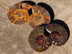 Polished Cleoniceras Ammonite Fossil Pairs x 12 pairs From Tulear, Madagascar - Toprock Gemstones and Minerals 