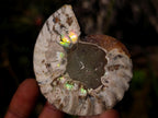 Polished Cleoniceras Ammonite Fossil Pairs x 12 pairs From Tulear, Madagascar - Toprock Gemstones and Minerals 