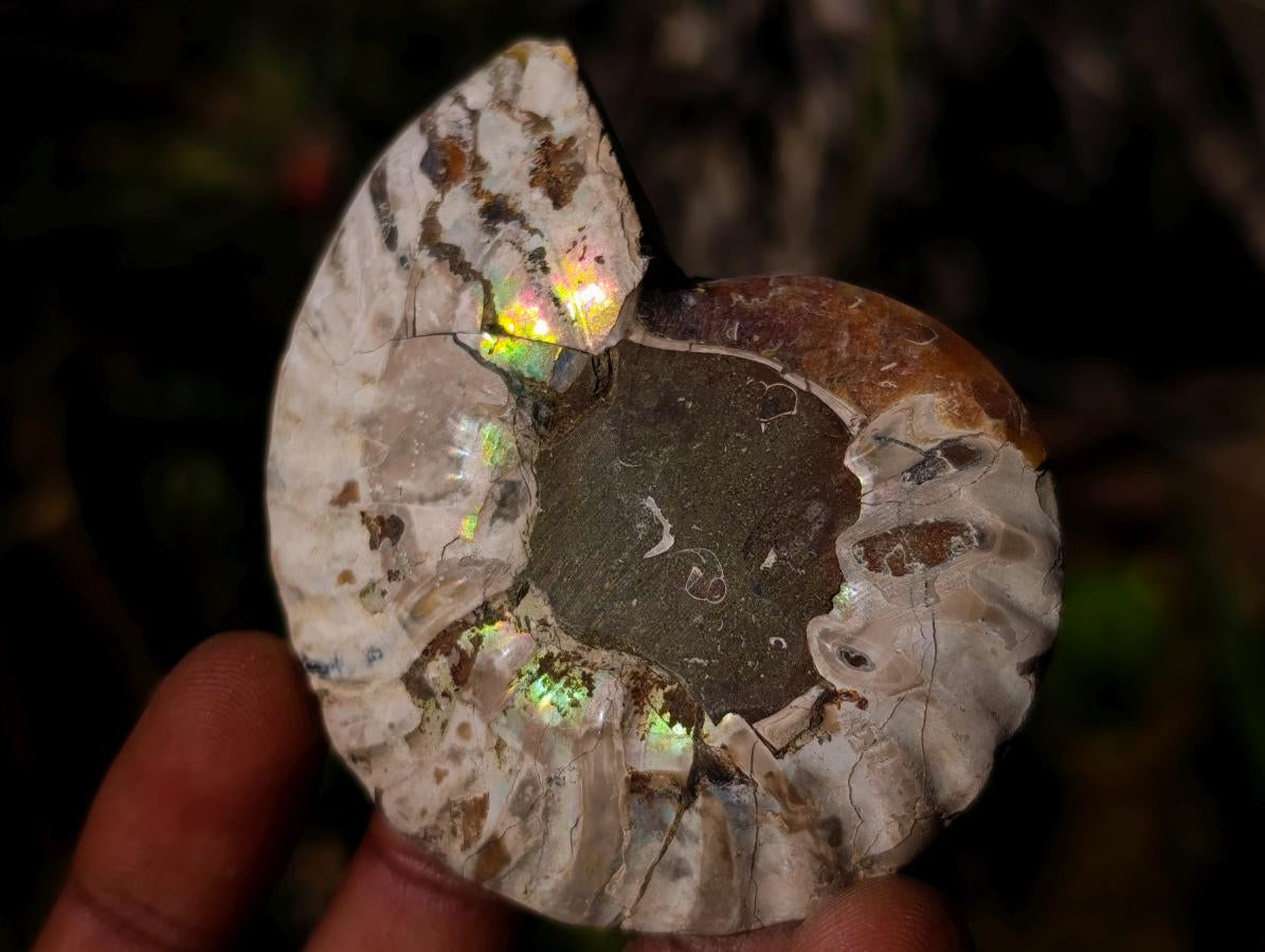 Polished Cleoniceras Ammonite Fossil Pairs x 12 pairs From Tulear, Madagascar - Toprock Gemstones and Minerals 