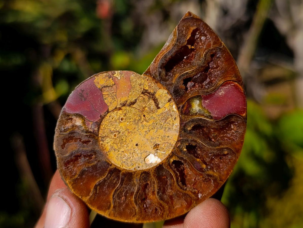 Polished Cleoniceras Ammonite Fossil Pairs x 12 pairs From Tulear, Madagascar - Toprock Gemstones and Minerals 