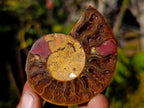 Polished Cleoniceras Ammonite Fossil Pairs x 12 pairs From Tulear, Madagascar - Toprock Gemstones and Minerals 