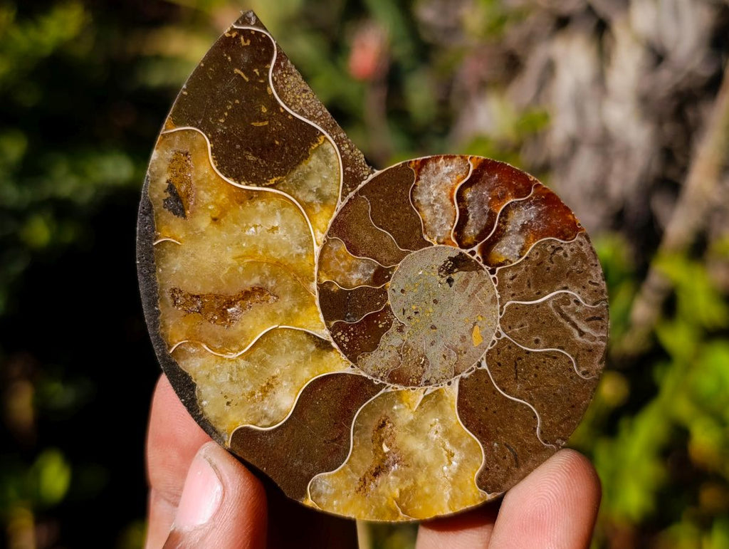 Polished Cleoniceras Ammonite Fossil Pairs x 12 pairs From Tulear, Madagascar - Toprock Gemstones and Minerals 