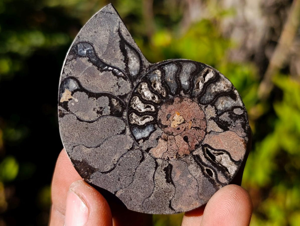 Polished Cleoniceras Ammonite Fossil Pairs x 12 pairs From Tulear, Madagascar - Toprock Gemstones and Minerals 