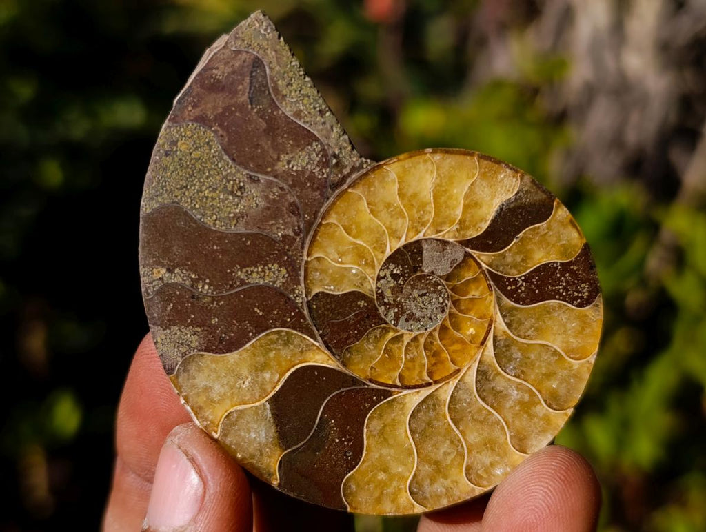 Polished Cleoniceras Ammonite Fossil Pairs x 12 pairs From Tulear, Madagascar - Toprock Gemstones and Minerals 