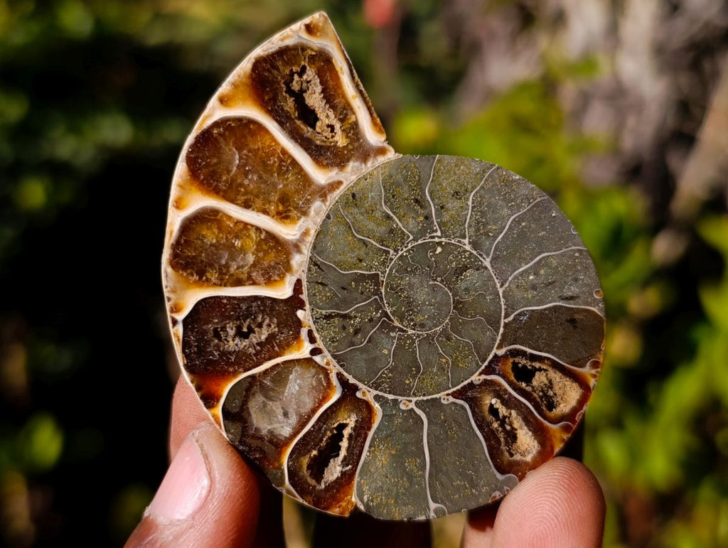 Polished Cleoniceras Ammonite Fossil Pairs x 12 pairs From Tulear, Madagascar - Toprock Gemstones and Minerals 