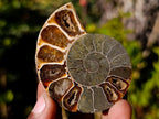 Polished Cleoniceras Ammonite Fossil Pairs x 12 pairs From Tulear, Madagascar - Toprock Gemstones and Minerals 