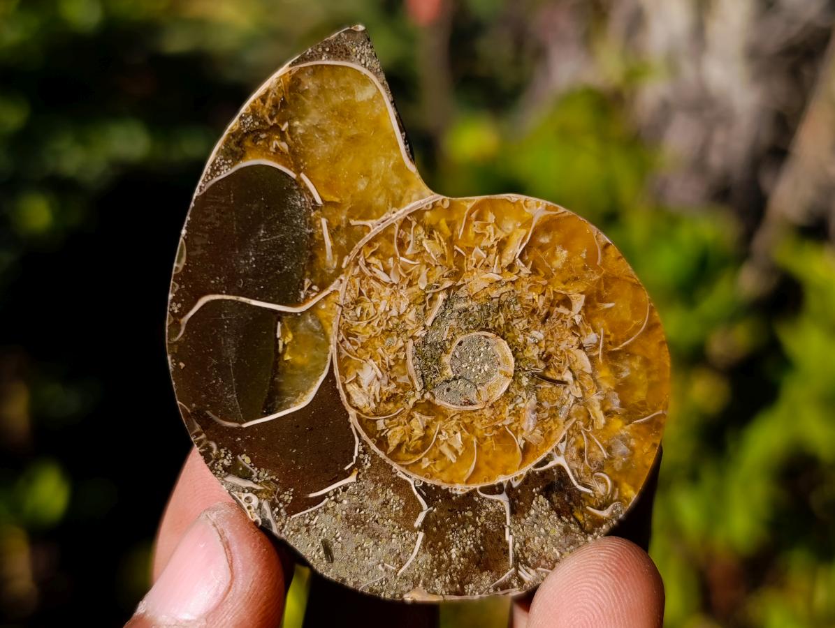 Polished Cleoniceras Ammonite Fossil Pairs x 12 pairs From Tulear, Madagascar - Toprock Gemstones and Minerals 