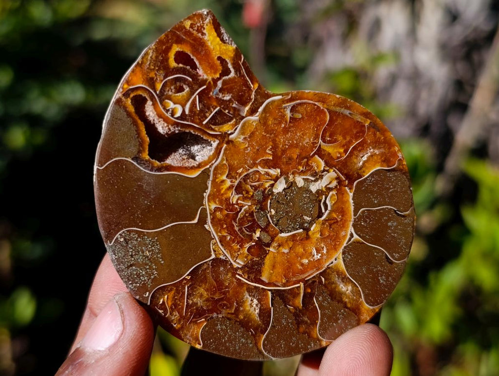 Polished Cleoniceras Ammonite Fossil Pairs x 12 pairs From Tulear, Madagascar - Toprock Gemstones and Minerals 