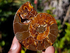 Polished Cleoniceras Ammonite Fossil Pairs x 12 pairs From Tulear, Madagascar - Toprock Gemstones and Minerals 