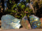 Polished One Side Labradorite Specimens x 3 From Madagascar - Toprock Gemstones and Minerals 