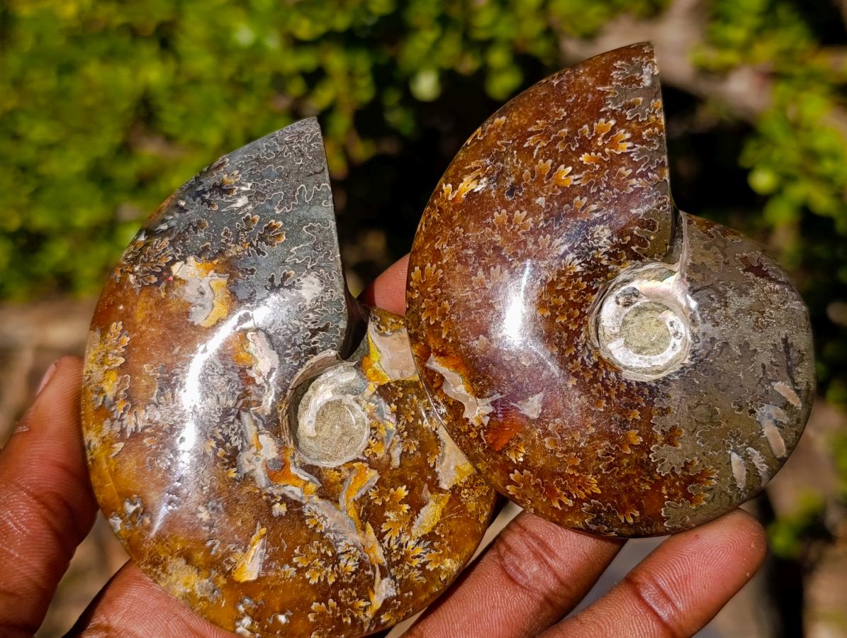 Polished Cleoniceras "Jigsaw" Ammonites with Minor Ammolite Flash x 6 From Tulear, Madagascar - Toprock Gemstones and Minerals 