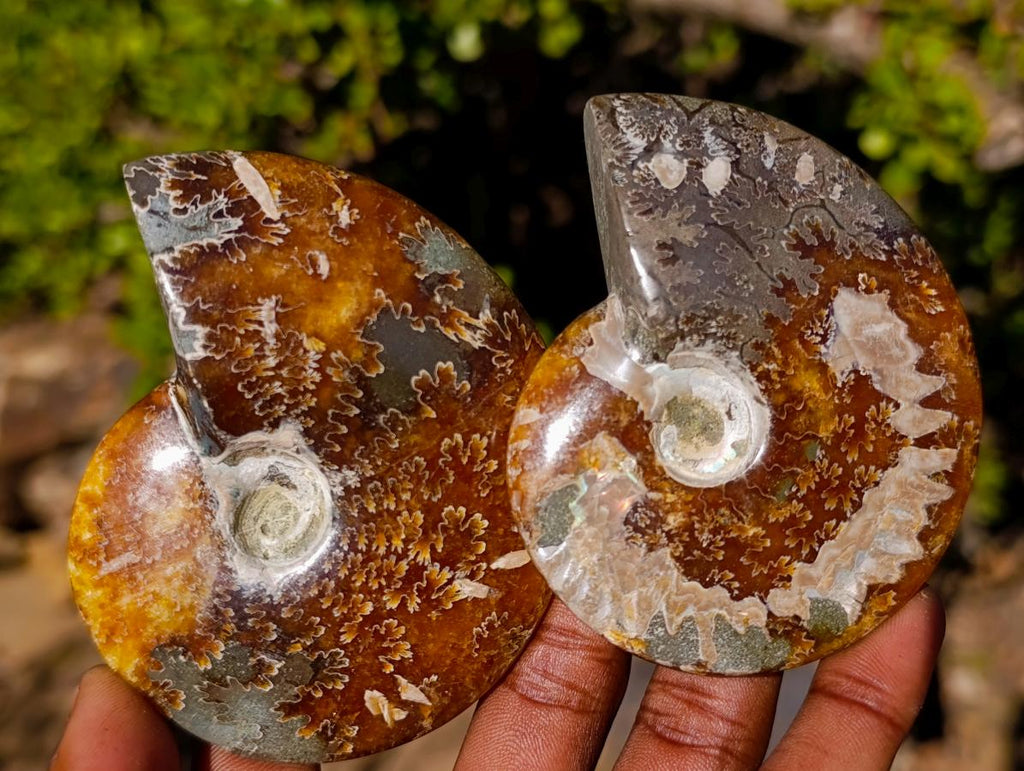 Polished Cleoniceras "Jigsaw" Ammonites with Minor Ammolite Flash x 6 From Tulear, Madagascar - Toprock Gemstones and Minerals 