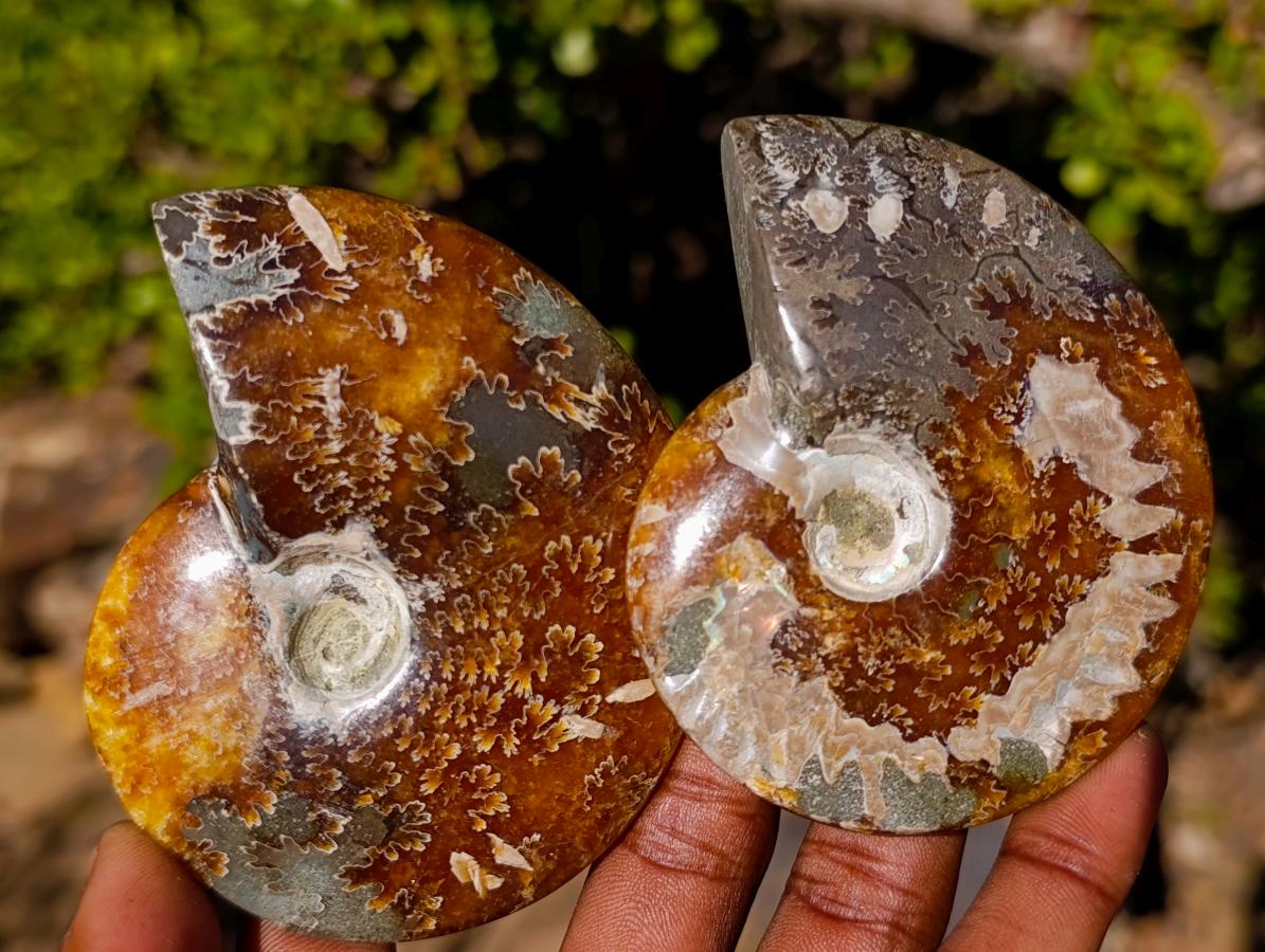 Polished Cleoniceras "Jigsaw" Ammonites with Minor Ammolite Flash x 6 From Tulear, Madagascar - Toprock Gemstones and Minerals 