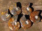 Polished Cleoniceras "Jigsaw" Ammonites with Minor Ammolite Flash x 6 From Tulear, Madagascar - Toprock Gemstones and Minerals 