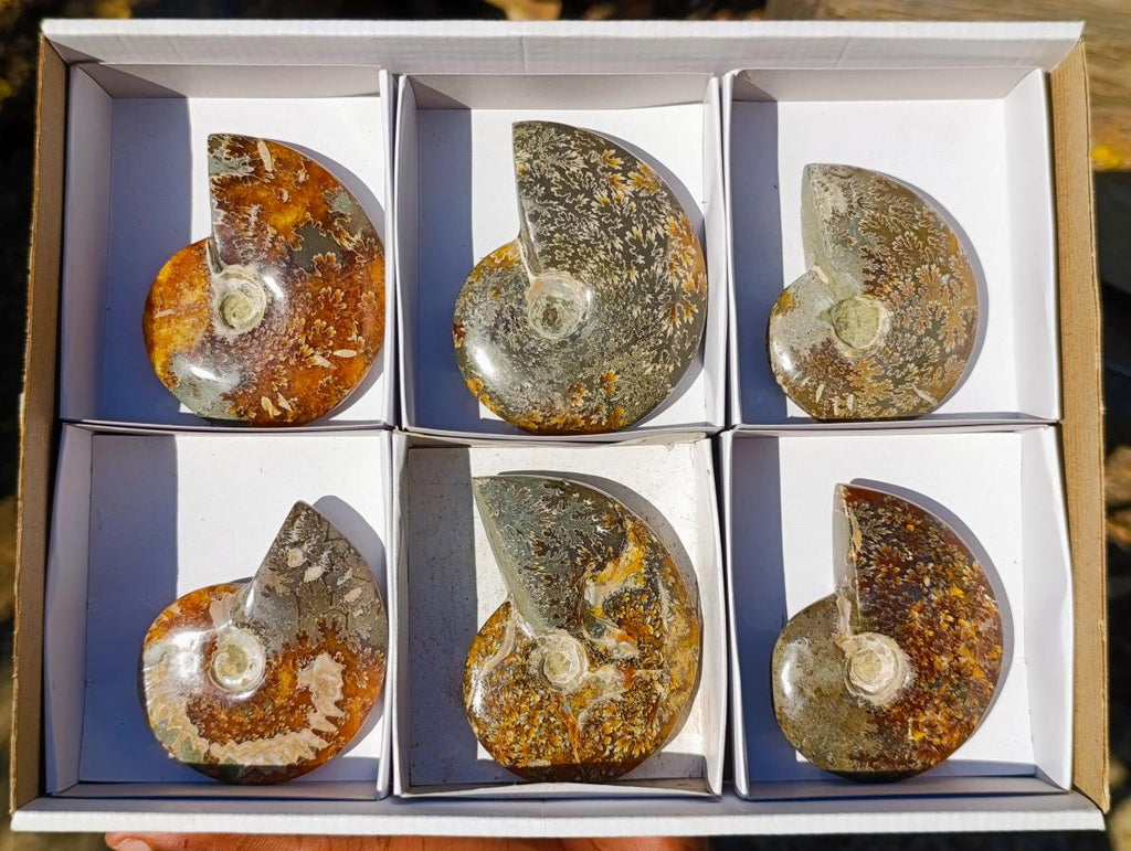 Polished Cleoniceras "Jigsaw" Ammonites with Minor Ammolite Flash x 6 From Tulear, Madagascar - Toprock Gemstones and Minerals 