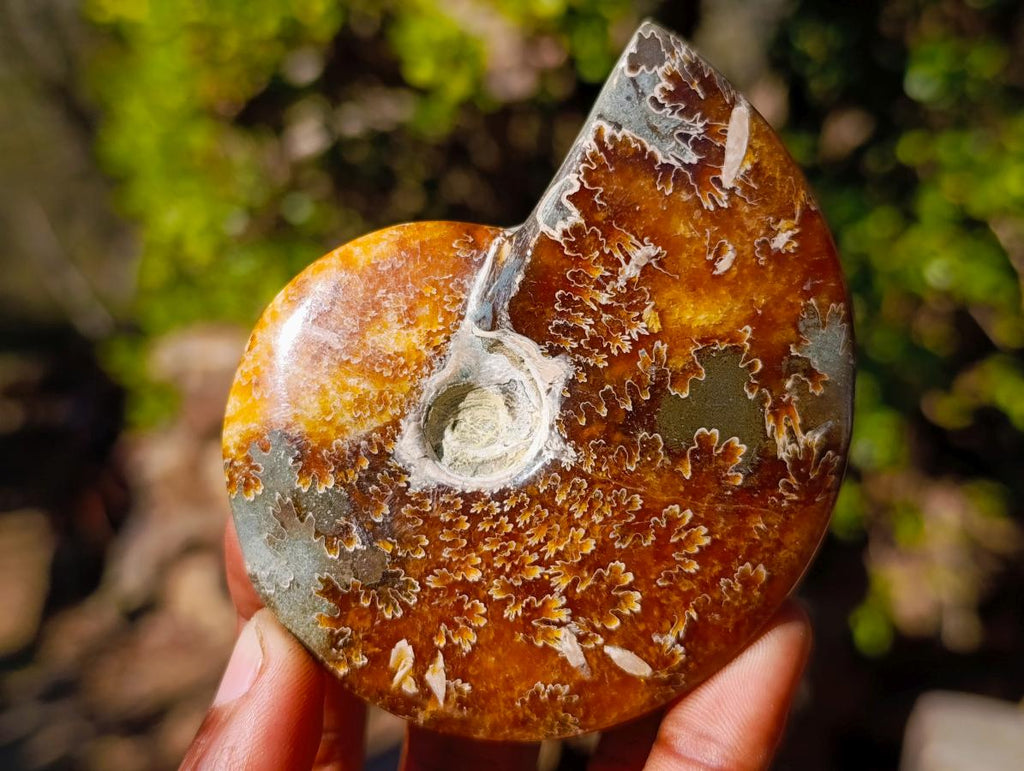 Polished Cleoniceras "Jigsaw" Ammonites with Minor Ammolite Flash x 6 From Tulear, Madagascar - Toprock Gemstones and Minerals 