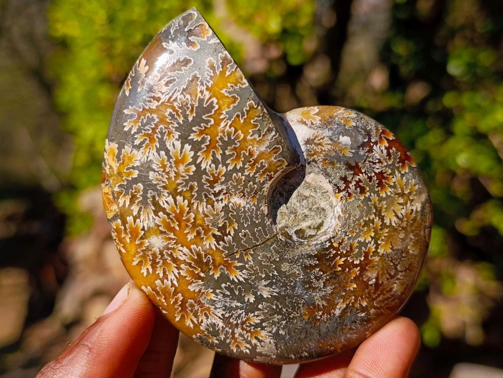 Polished Cleoniceras "Jigsaw" Ammonites with Minor Ammolite Flash x 6 From Tulear, Madagascar - Toprock Gemstones and Minerals 