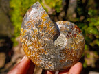 Polished Cleoniceras "Jigsaw" Ammonites with Minor Ammolite Flash x 6 From Tulear, Madagascar - Toprock Gemstones and Minerals 