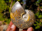 Polished Cleoniceras "Jigsaw" Ammonites with Minor Ammolite Flash x 6 From Tulear, Madagascar - Toprock Gemstones and Minerals 
