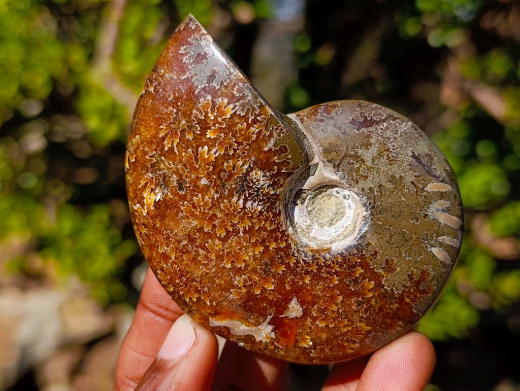 Polished Cleoniceras "Jigsaw" Ammonites with Minor Ammolite Flash x 6 From Tulear, Madagascar - Toprock Gemstones and Minerals 