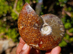 Polished Cleoniceras "Jigsaw" Ammonites with Minor Ammolite Flash x 6 From Tulear, Madagascar - Toprock Gemstones and Minerals 