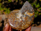 Polished Cleoniceras "Jigsaw" Ammonites with Minor Ammolite Flash x 6 From Tulear, Madagascar - Toprock Gemstones and Minerals 