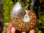 Polished Cleoniceras "Jigsaw" Ammonites with Minor Ammolite Flash x 6 From Tulear, Madagascar - Toprock Gemstones and Minerals 