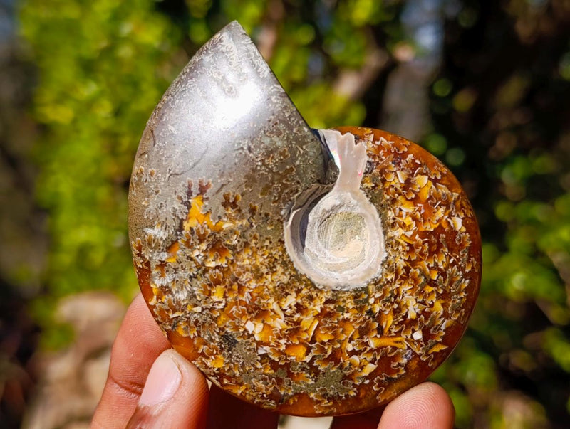 Polished Cleoniceras "Jigsaw" Ammonites with Minor Ammolite Flash x 6 From Tulear, Madagascar - Toprock Gemstones and Minerals 