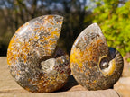 Polished Cleoniceras "Jigsaw" Ammonites with Minor Ammolite Flash x 6 From Tulear, Madagascar - Toprock Gemstones and Minerals 