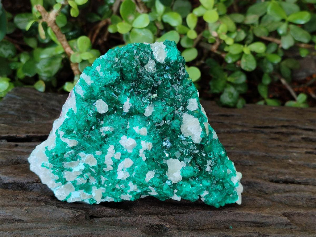 Natural Large Dioptase on Dolomite Specimen x 1 From Likasi, Congo