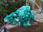 Natural Large Dioptase on Dolomite Specimen x 1 From Likasi, Congo