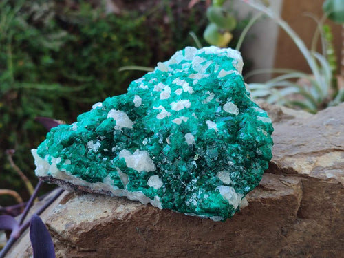 Natural Large Dioptase on Dolomite Specimen x 1 From Likasi, Congo