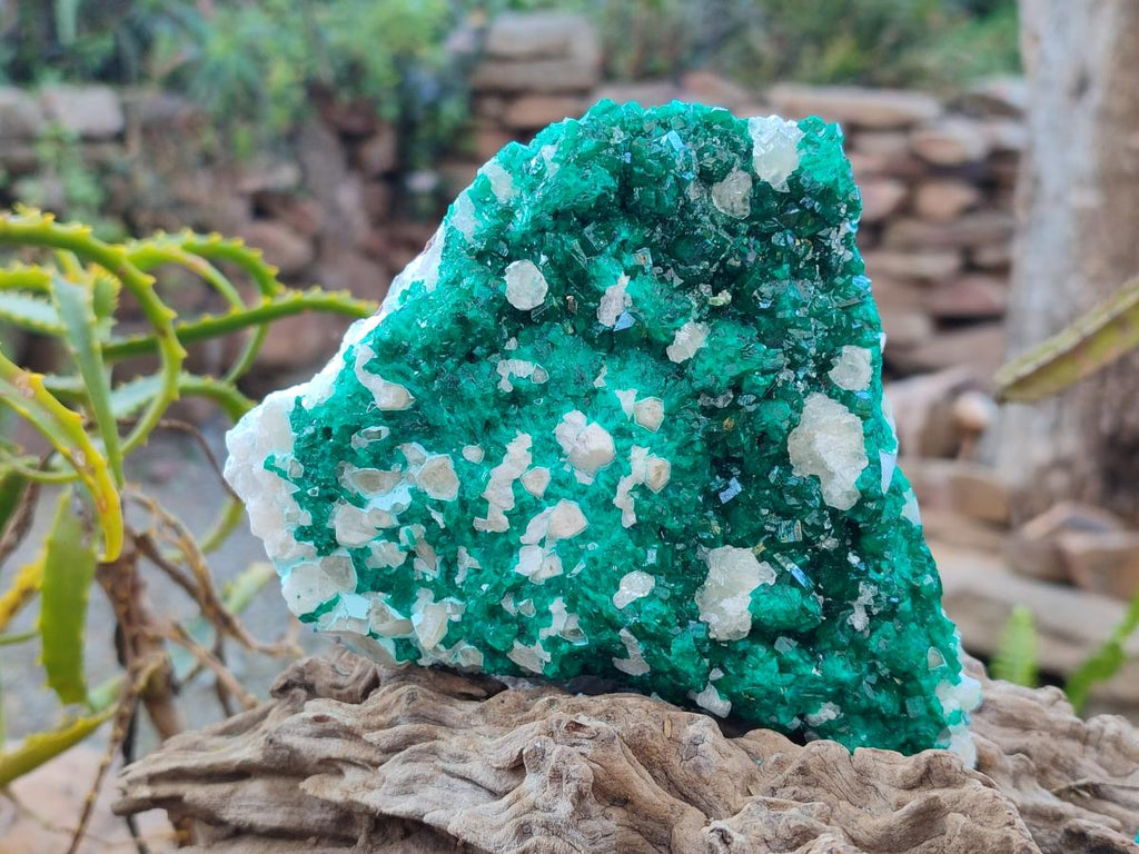 Natural Large Dioptase on Dolomite Specimen x 1 From Likasi, Congo