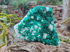 Natural Large Dioptase on Dolomite Specimen x 1 From Likasi, Congo