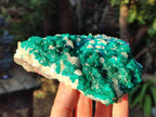 Natural Large Dioptase on Dolomite Specimen x 1 From Likasi, Congo