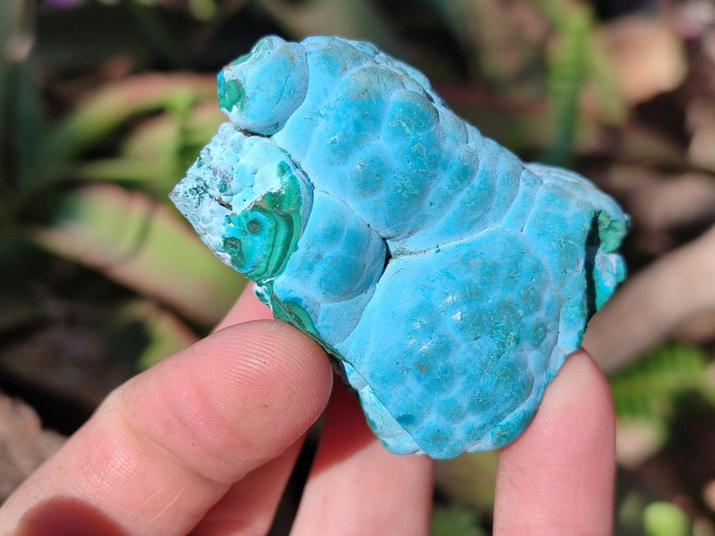 Natural Botryoidal Chrysocolla Specimens x 27 From Kulukuluku, Congo