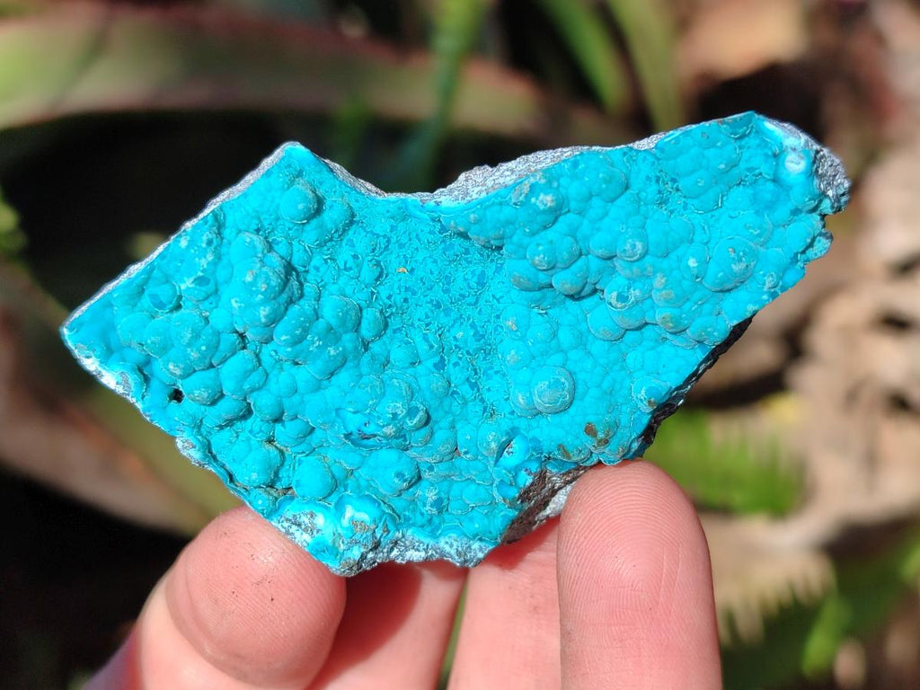 Natural Botryoidal Chrysocolla Specimens x 27 From Kulukuluku, Congo
