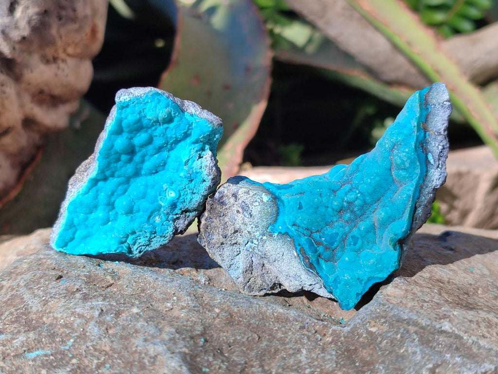 Natural Botryoidal Chrysocolla Specimens x 27 From Kulukuluku, Congo
