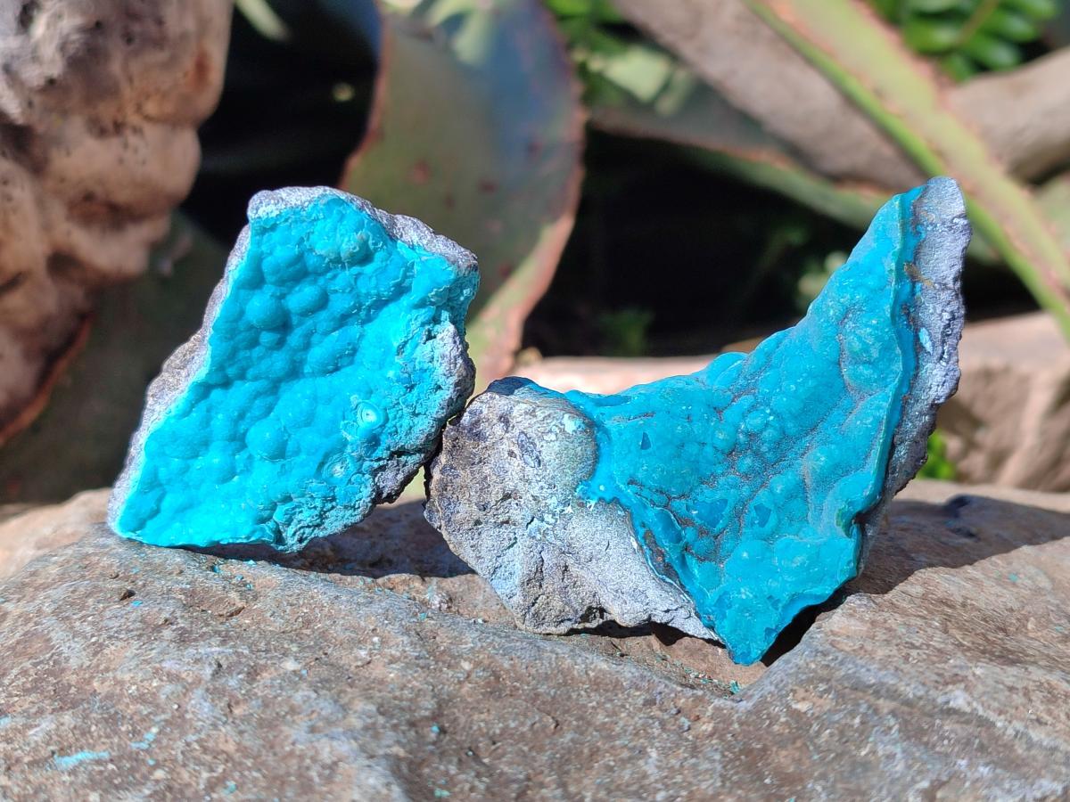 Natural Botryoidal Chrysocolla Specimens x 27 From Kulukuluku, Congo