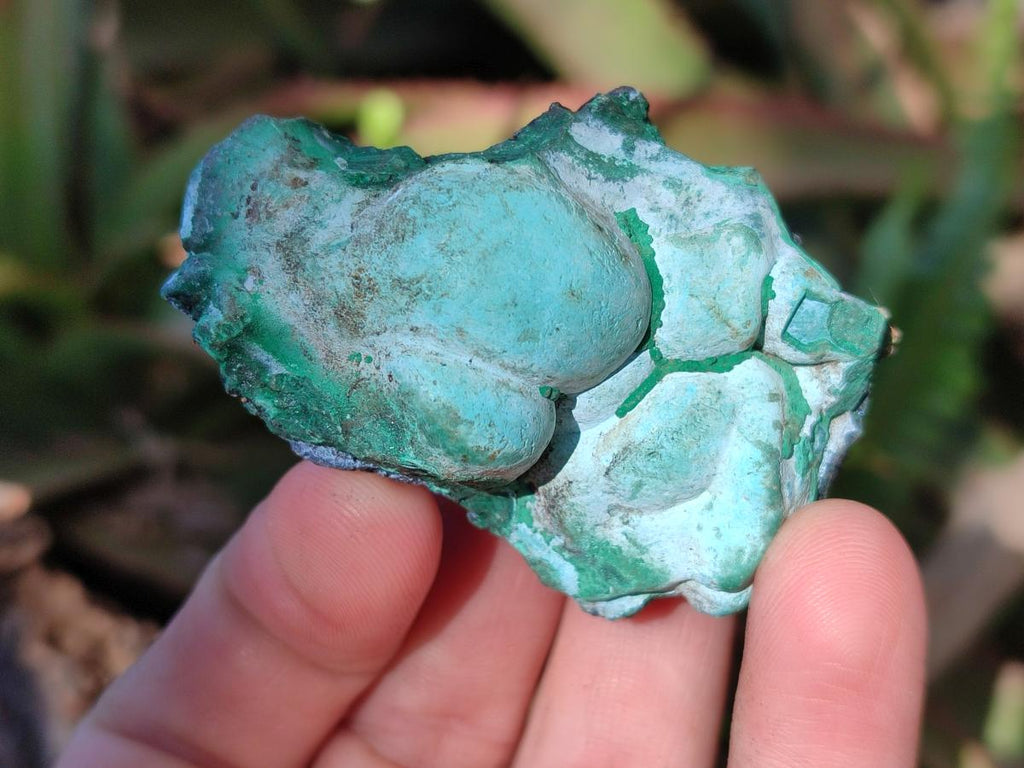 Natural Botryoidal Chrysocolla Specimens x 27 From Kulukuluku, Congo