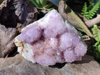Natural Large Spirit Amethyst Cluster with Cactus Flower Formations x 1 From Boekenhouthoek, South Africa
