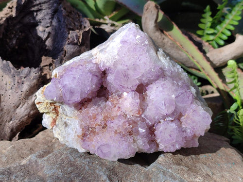 Natural Large Spirit Amethyst Cluster with Cactus Flower Formations x 1 From Boekenhouthoek, South Africa
