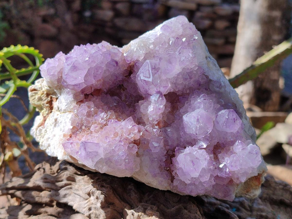 Natural Large Spirit Amethyst Cluster with Cactus Flower Formations x 1 From Boekenhouthoek, South Africa