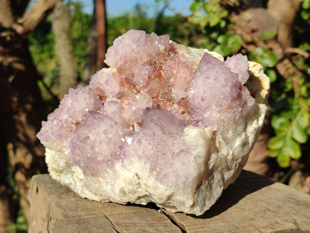 Natural Large Spirit Amethyst Cluster with Cactus Flower Formations x 1 From Boekenhouthoek, South Africa