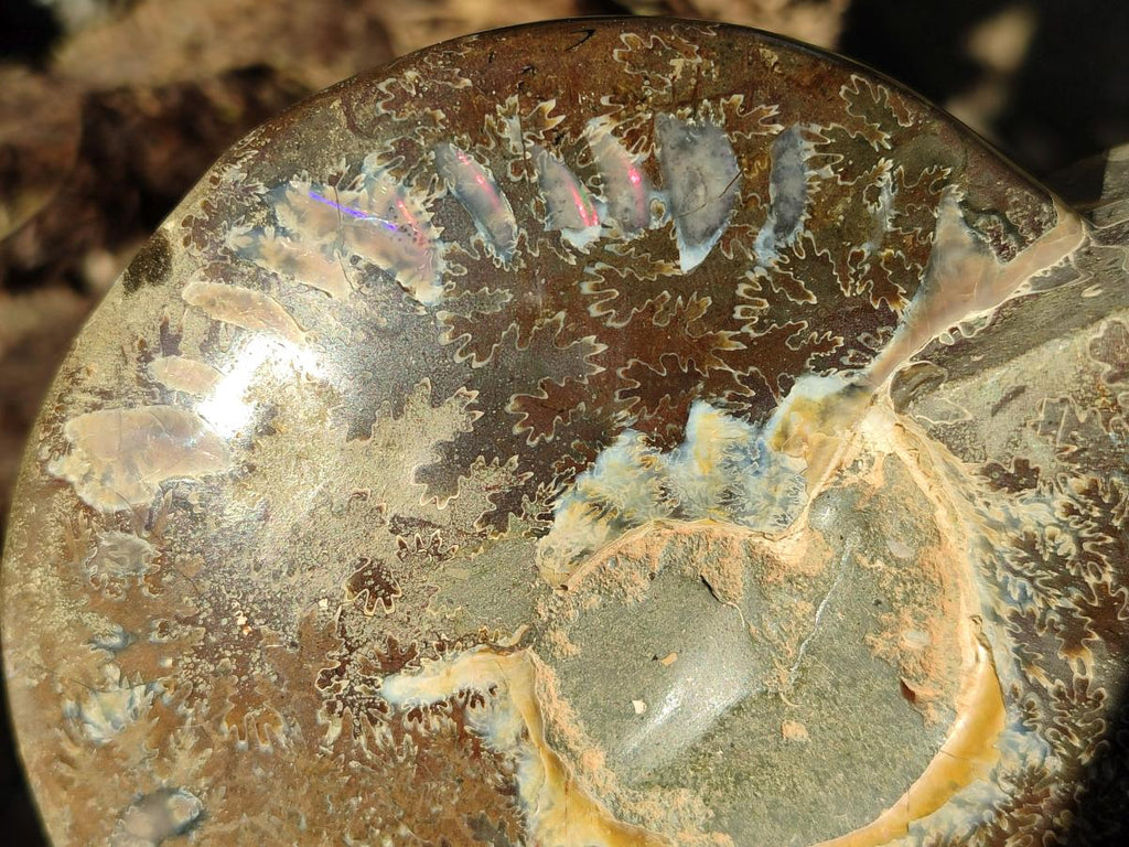 Polished Cleoniceras Ammonite Fossil Decorative Bowl x 1 From Tulear, Madagascar