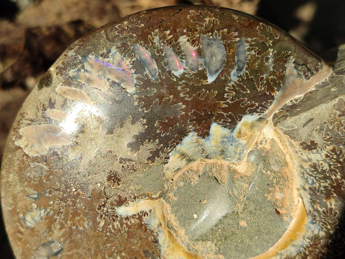 Polished Cleoniceras Ammonite Fossil Decorative Bowl x 1 From Tulear, Madagascar